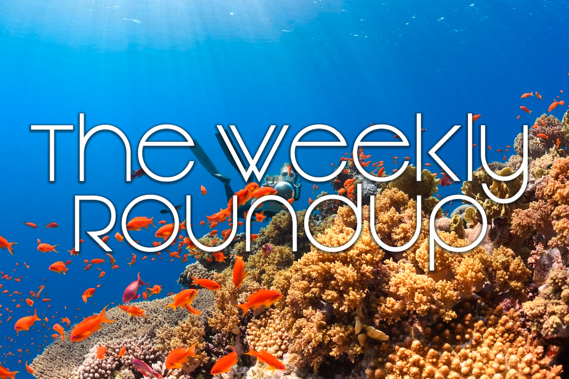 The Weekly Roundup May 15 - 19