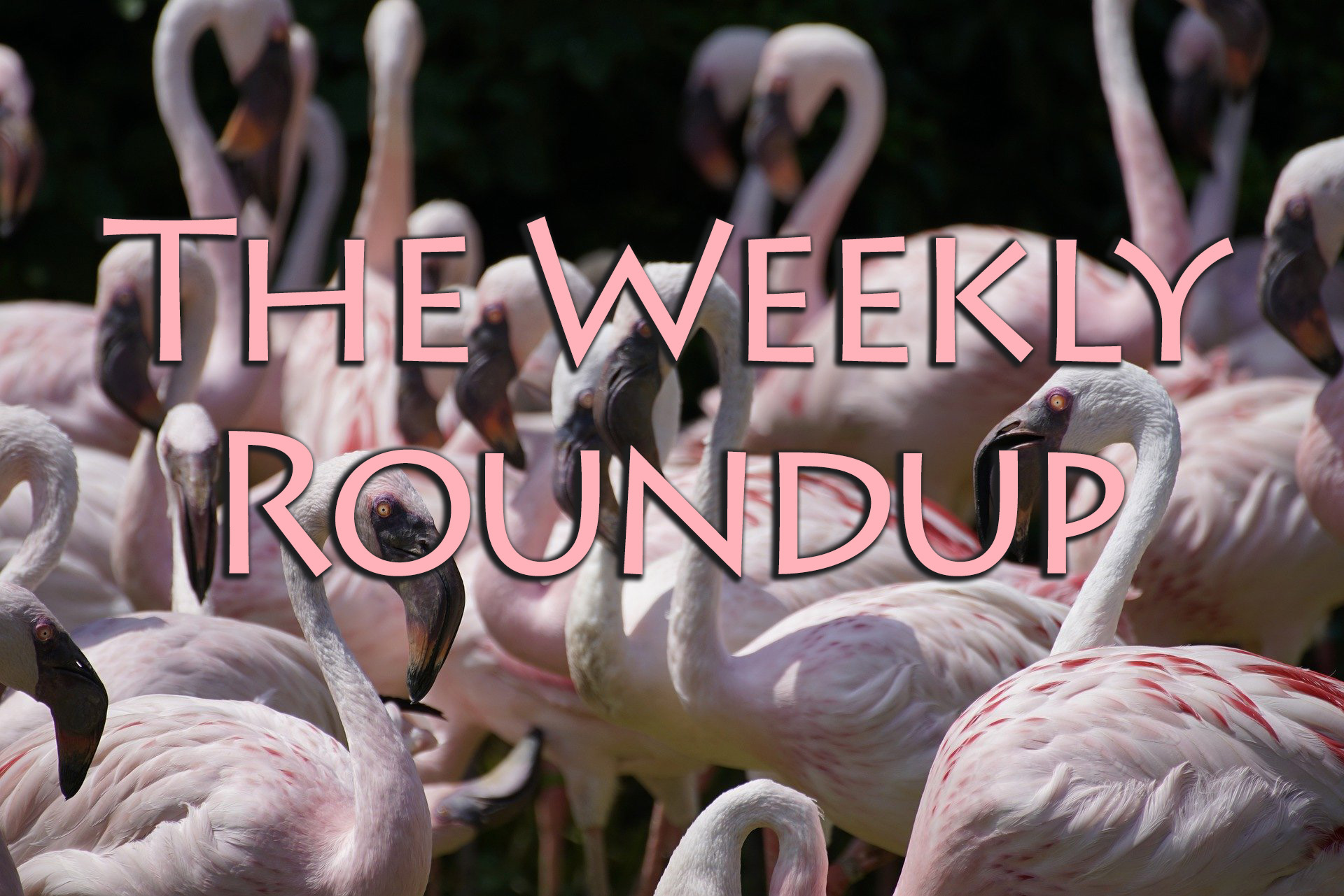 The Weekly Roundup January 16 - 20