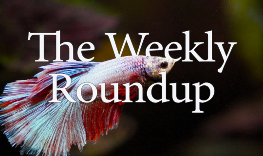 The Weekly Roundup October 14 - 18